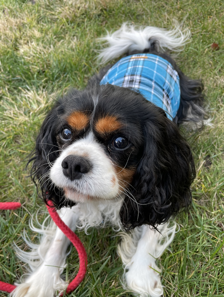 a cavalier king charles spaniel tests a dog coat from amazon