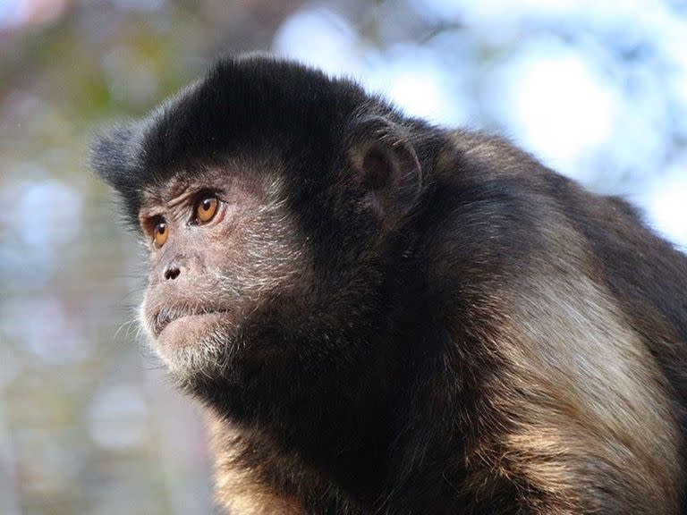 Qué es la viruela del mono, que acaba de aparecer en Reino Unido