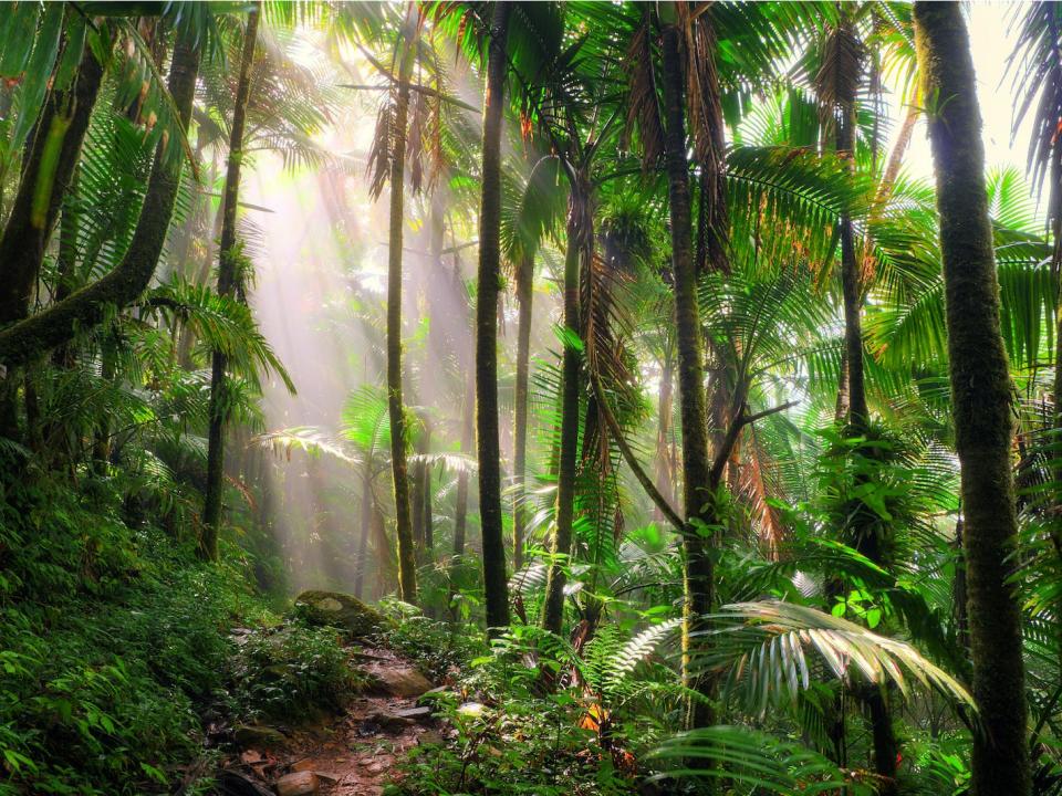 el yunque rain forest