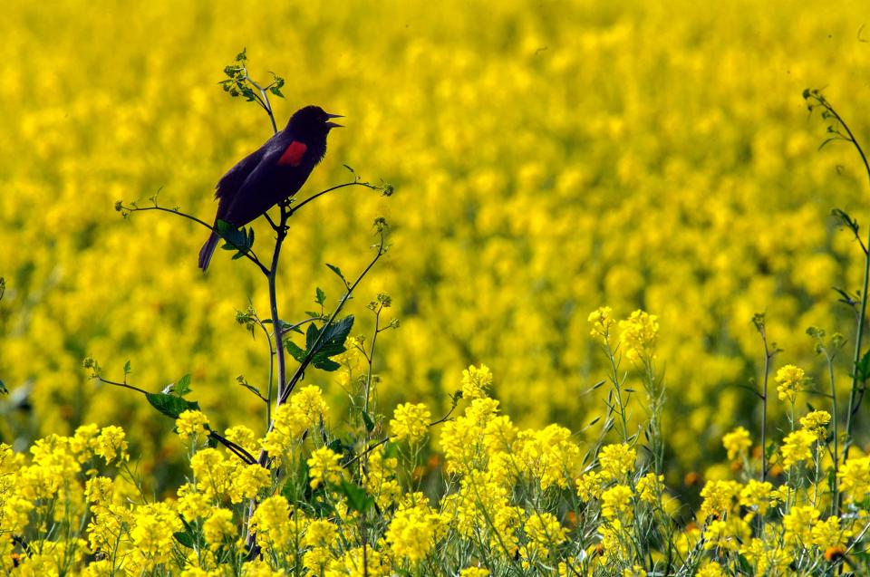 A red-winged blackbird perches on a sow thistle in a field of wild mustard on Sperry Road near Airport Way in Stockton. The bird gives the a point of focus for the eye against a sea of color.