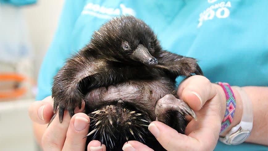 Bonsai on the mend. Photo: AAP