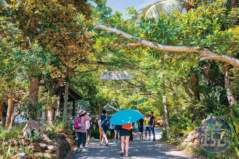 阿信大道上兩旁綠樹成蔭，拍照起來就像是走進一座植物園。