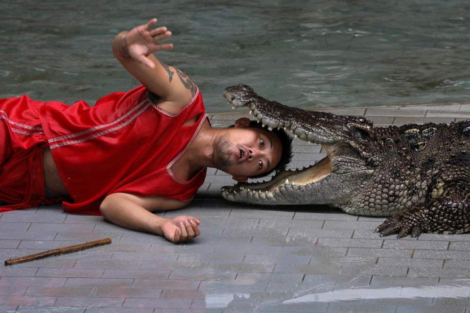 Performance at Sriracha Tiger zoo