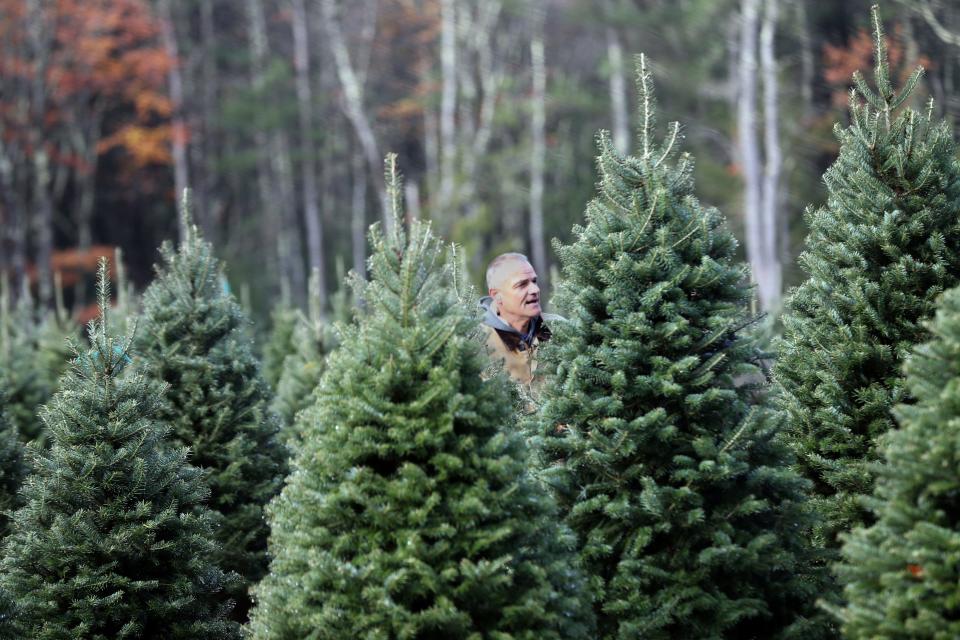 Ryan Liberty of Crooked Brook Farm stands among the Christmas trees that are ready to sell this year after nurturing them for years.