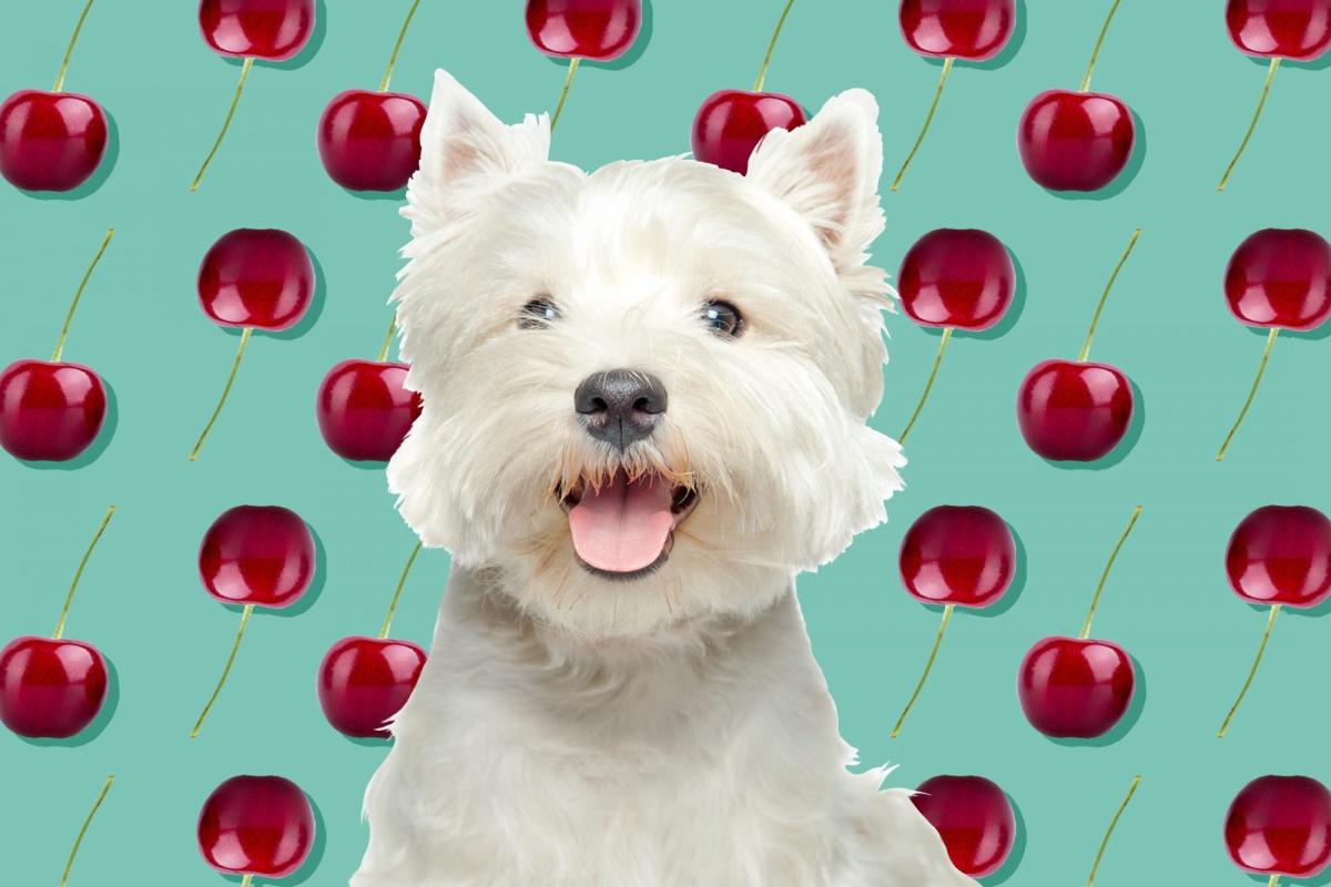 can dogs eat cherries and strawberries