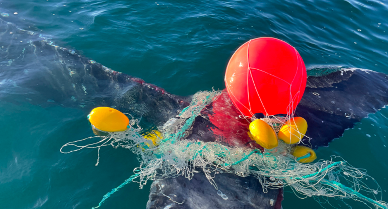 When this whale was caught in July, conservationists urged the government to remove its shark nets. Ten more have since been ensnared. Source: Sea World