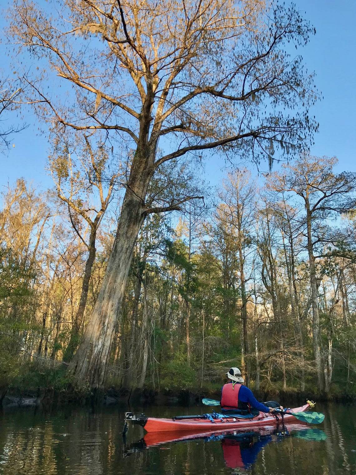 Kayaker Chapin Burgess of Bluffton explores the quiet, cypress tree-shaded headwaters of five-mile-long Wambaw Creek near McClellanville, a popular and easily accessible outdoor destination.