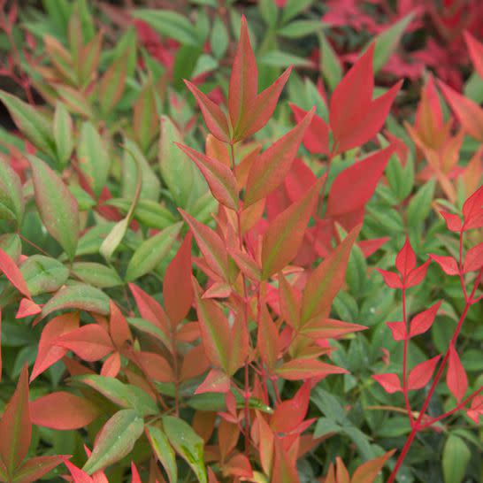‘Obsession’ Nandina plant for front yard