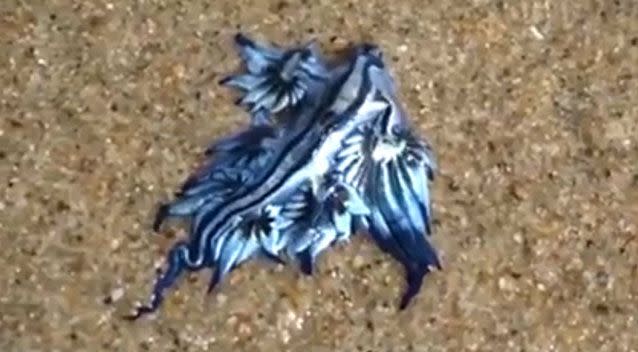 This striking sea critter washed up on an Australian shore and has gained a lot of attention online. Photo: Screenshot