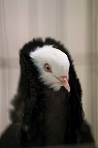 An Old Dutch Capuchine pigeon