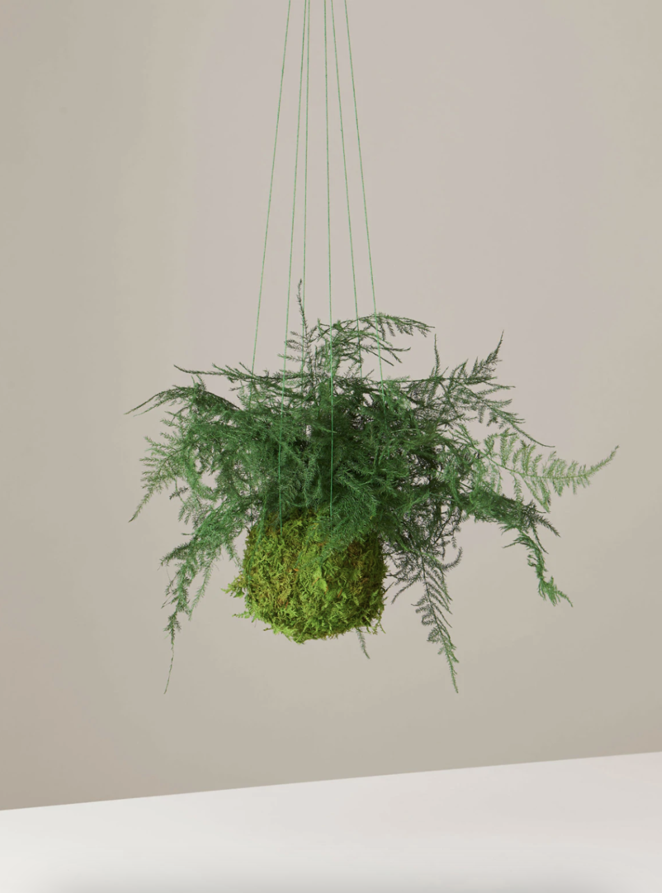 artisan moss preserved fern