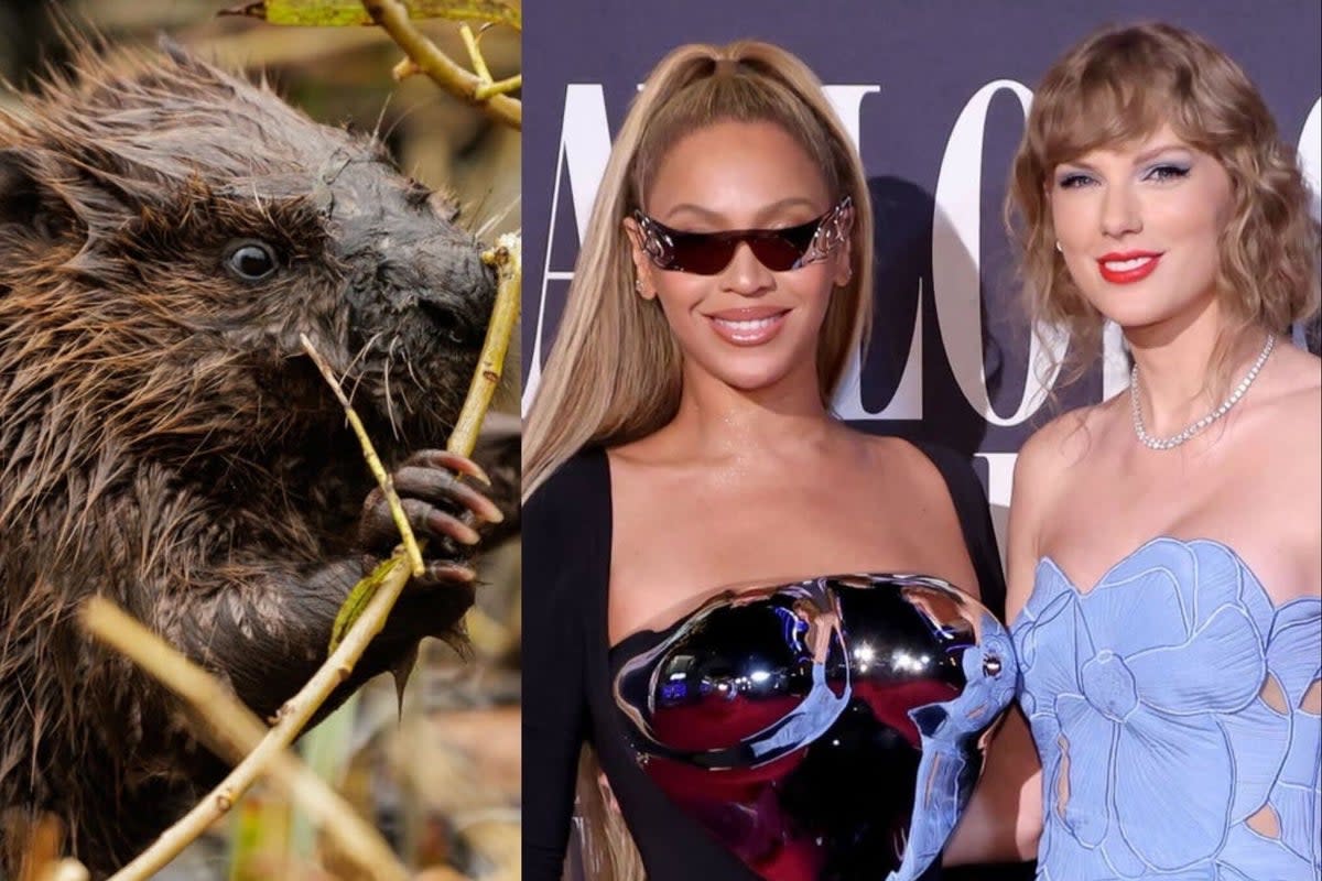 Good news: beavers return to London as Taylor Swift takes to the red carpet (Getty Images/Getty Images for TAS)