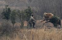 A cow, which escaped from a truck, attacks a farmer trying to catch it in Liangdun village of Nangang township, Anhui province December 15, 2013. The 700 kilogram (1,543 lb) cow attacked several farmers before being shot dead by policemen, local media reported. Picture taken December 15, 2013. REUTERS/China Daily (CHINA - Tags: ANIMALS SOCIETY) CHINA OUT. NO COMMERCIAL OR EDITORIAL SALES IN CHINA