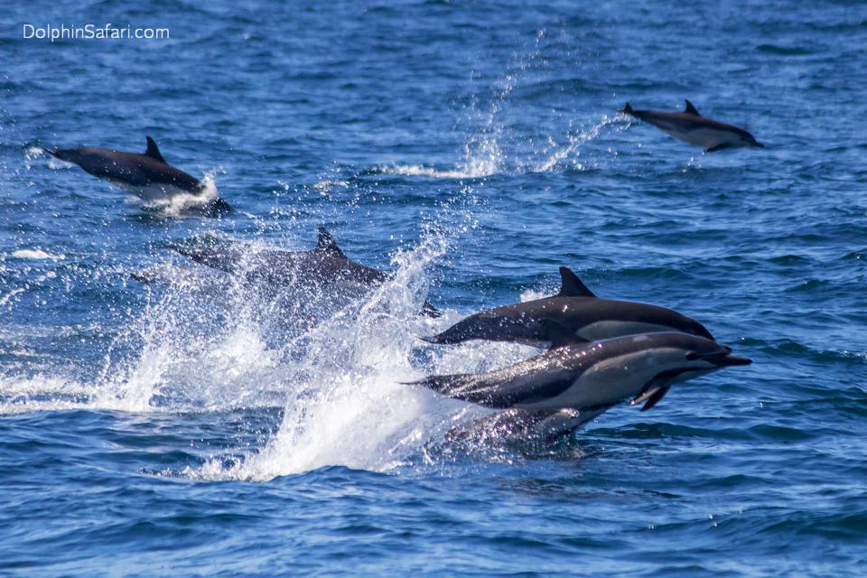 This photo provided by Capt. Dave's Whale Watching Safari shows some of 300 dolphins caught on camera Sunday, Aug. 9, 2020, stampeding across the ocean near Dana Point, Calif. A minutes-long video captured by Capt. Dave's Whale Watching Safari shows dolphins leaping several feet into the air above the glistening waters. The Orange County Register reported that dolphins move fastest while porpoising out of the water since there is less resistance in air than in water. It is unknown why pods of dolphins stampede. (Capt. Dave's Whale Watching Safari via AP)