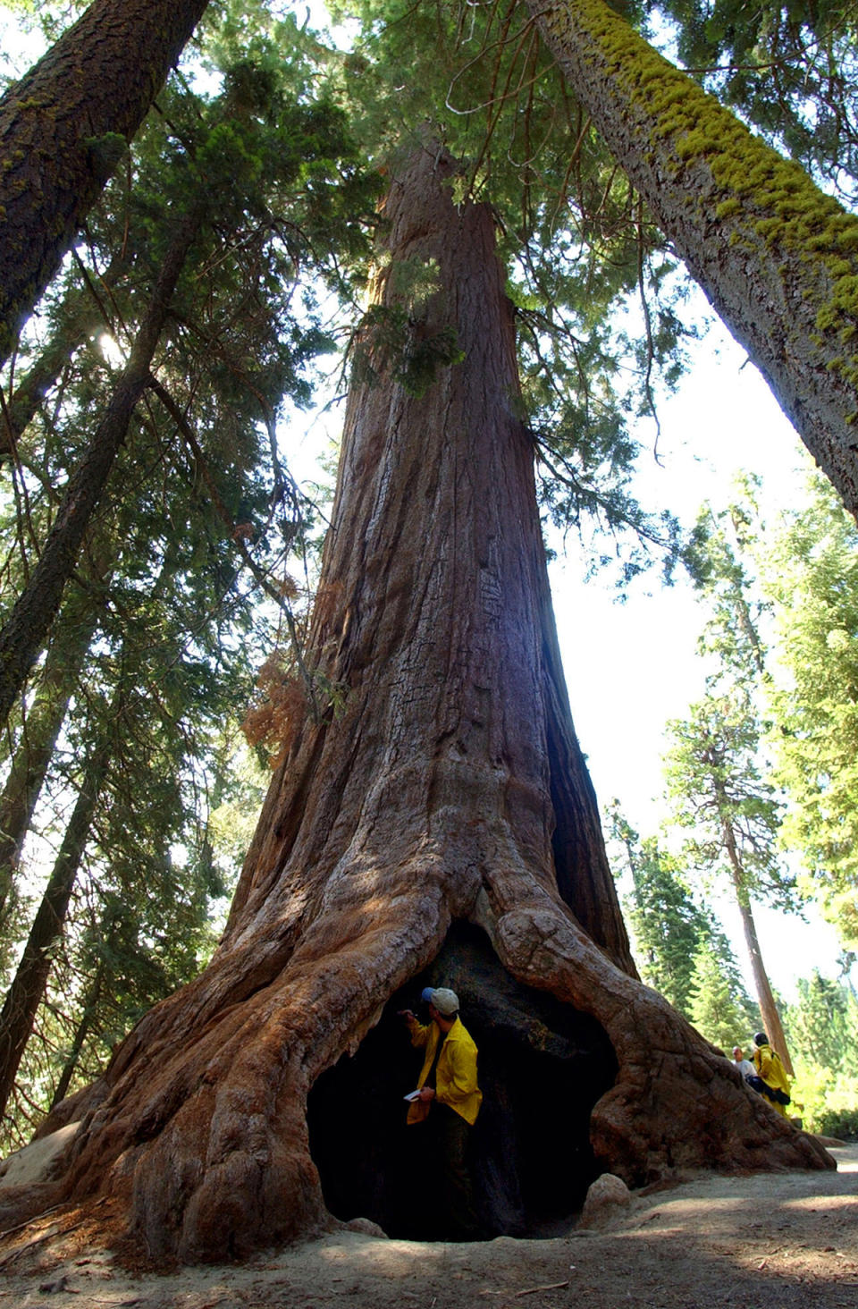 Giant Sequoia National Monument