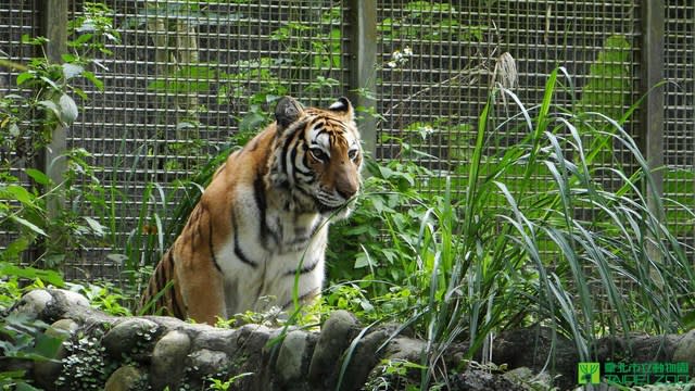 老虎也曾脫逃。(動物園提供)