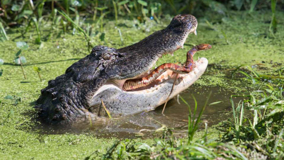 Incredible photos show a snake fighting for its life inside the jaws of an alligator. Source: Linda Waring at BirdWalk Photography