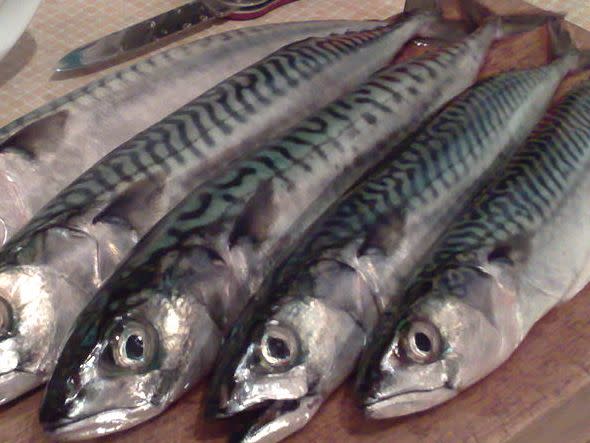 mackerel fish