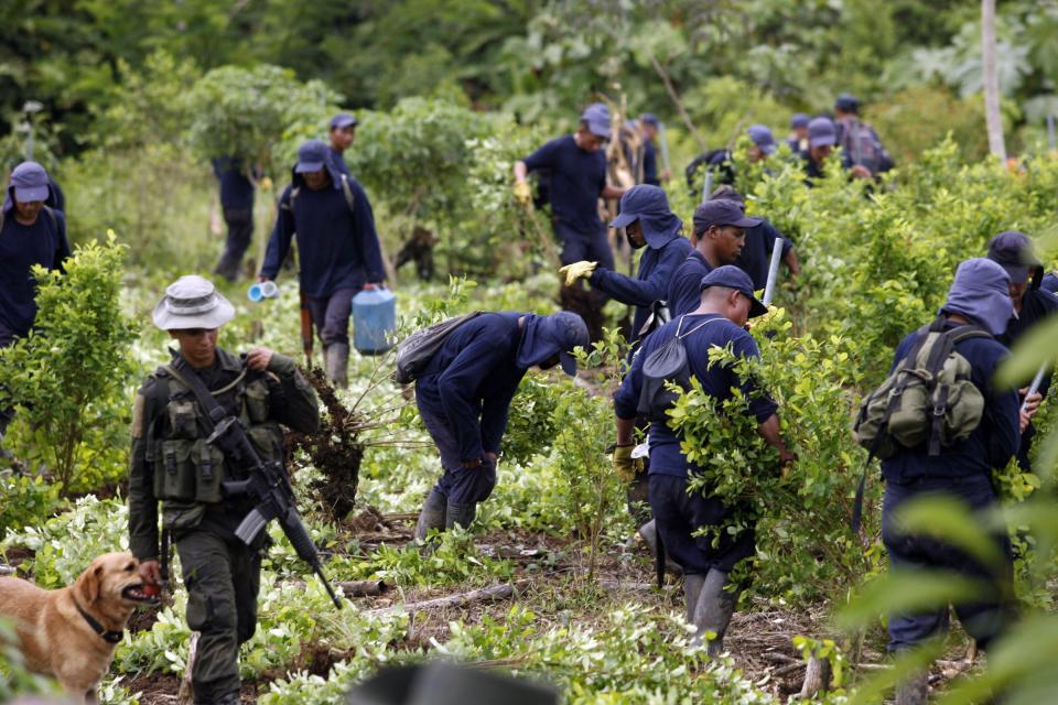 Colombia coca cocaine crops eradication war on drugs