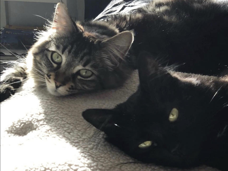 This undated photo released by David Callisch shows cats Louise, top, and Tina in San Jose, Calif. Two cats are living large at a $1,500-a-month studio apartment their owner rents for them in Silicon Valley, where a housing shortage has sent rents skyrocketing. (David Callisch via AP)