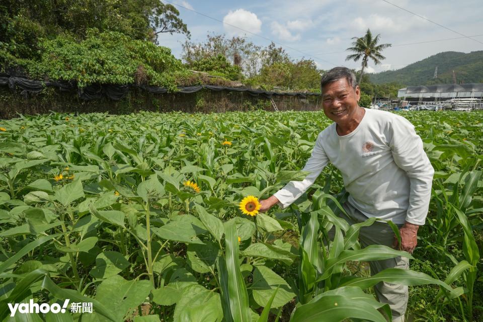 信哥悉心栽種30萬平方呎向日葵花海，惟最快兩年後收地而消失。