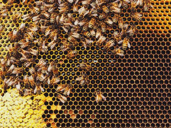 Science roundup: How beehives can help save the environment