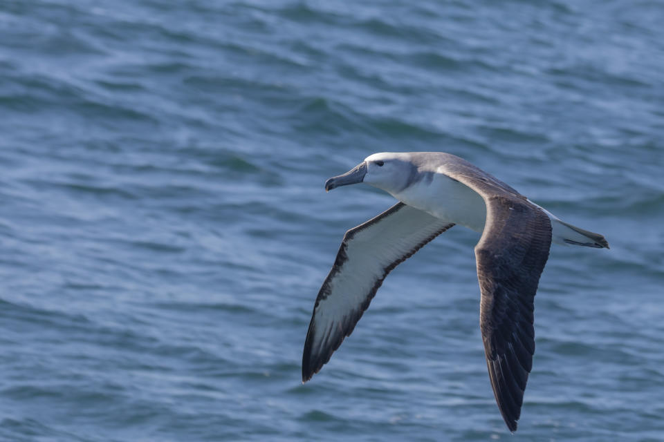 Albatros à tête grise (Getty Images/iStockphoto)