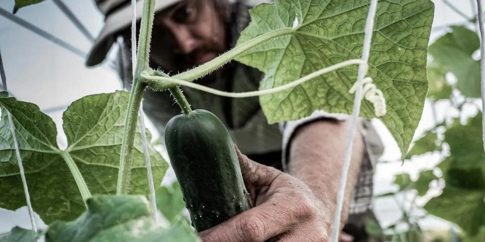 Farmer Chris Molander harvests a cucumber at Vertu Farm. [Photo by Jon Chandle]