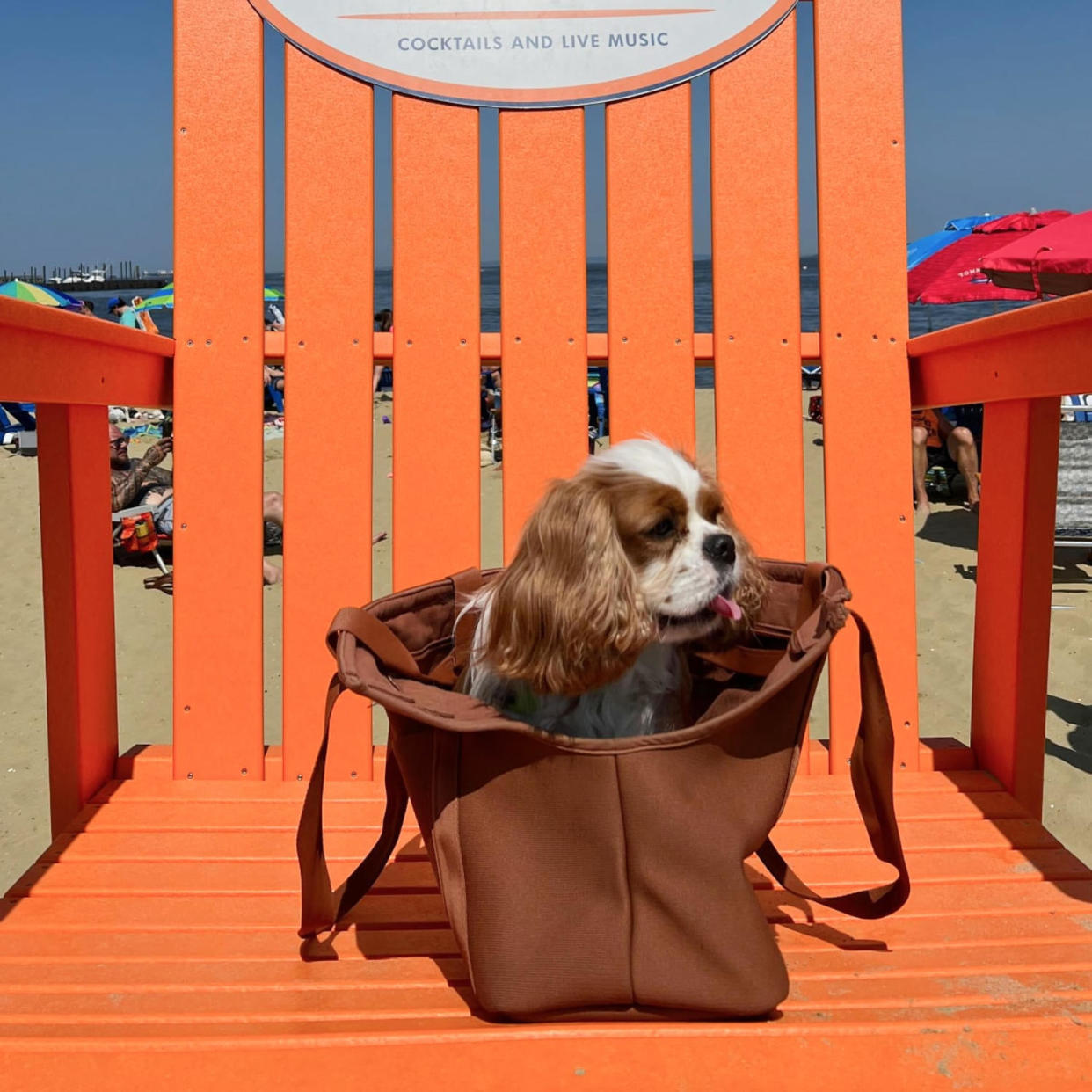 Cavalier King Charles spaniel dog sitting in a tote carrier on an orange chair (Courtesy Shari Uyehara)