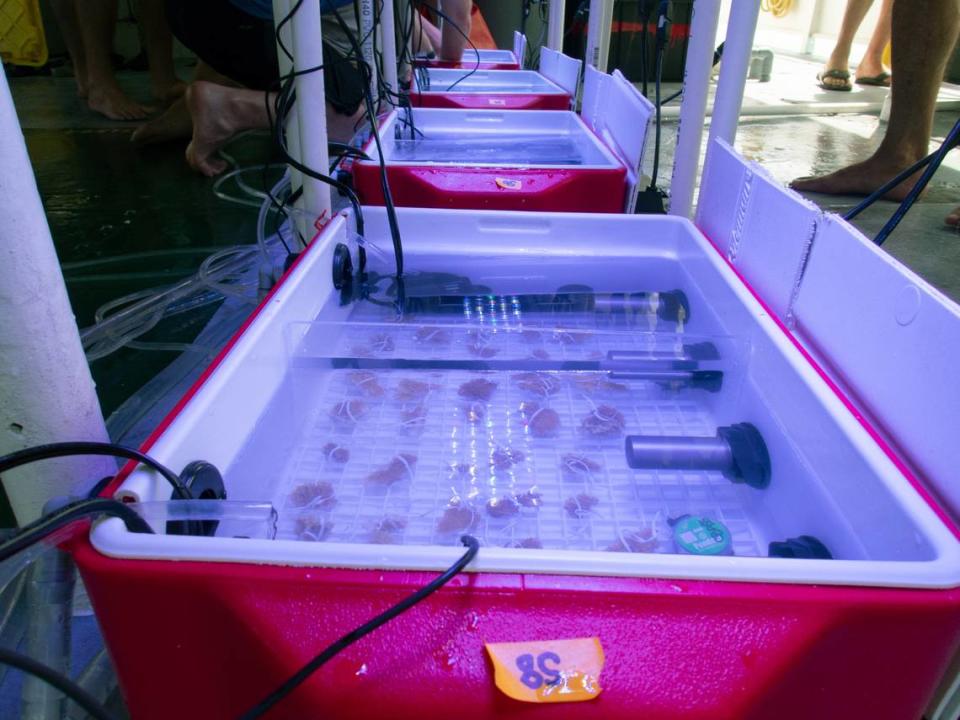 Researchers built heat stress tanks with coolers. They exposed coral fragments to rising temperatures to check which ones were able to tolerate heat.