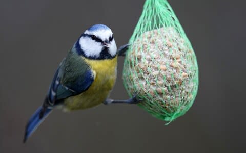 Our gardens have become havens for small birds as we leave out food for them - Credit: &nbsp;RONALD WITTEK/EPA-EFE/REX