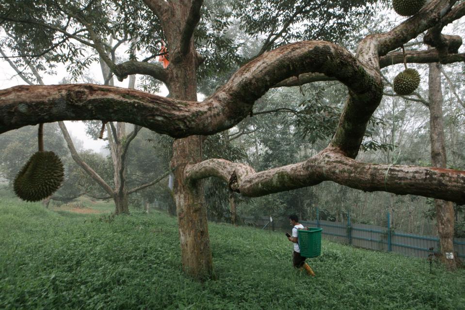 A worker collects durian at an orchard in Raub, Malaysia, in June.