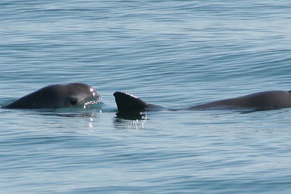 A pair of vaquita spotted in 2008.