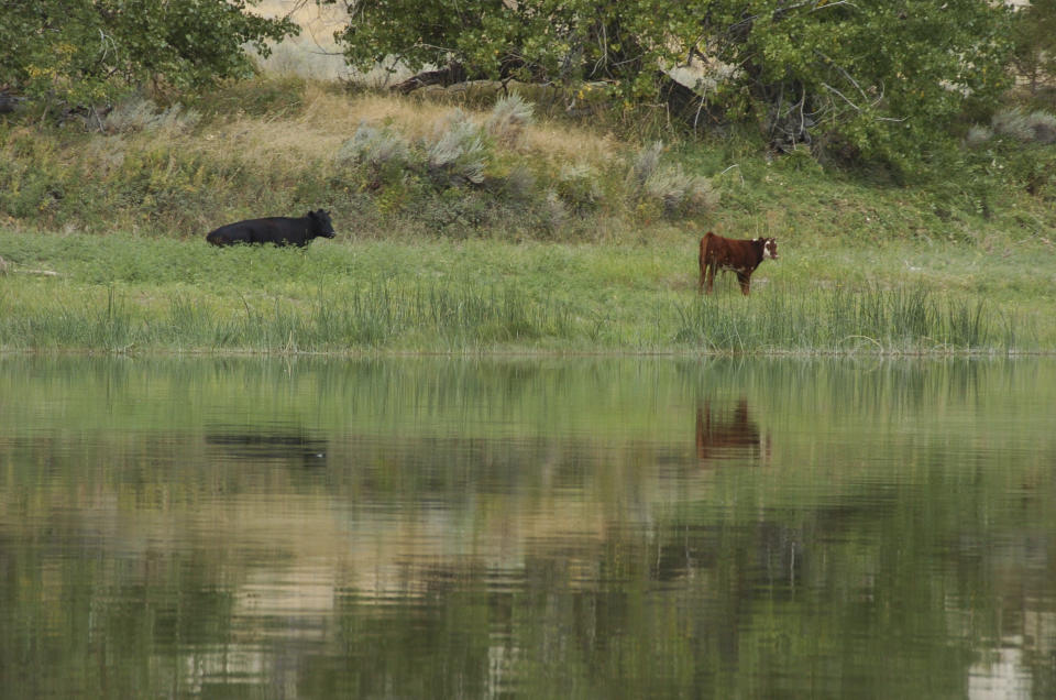 FILE - Cows graze along a section of the Missouri River that includes the Upper Missouri River Breaks National Monument on Sept. 19, 2011, near Fort Benton, Mont. The Biden administration on Thursday, April 18, 2024, finalized a proposed rule that’s meant to put conservation on equal footing with drilling, grazing and other uses of U.S.-owned lands, primarily in the West. (AP Photo/Matthew Brown, File)