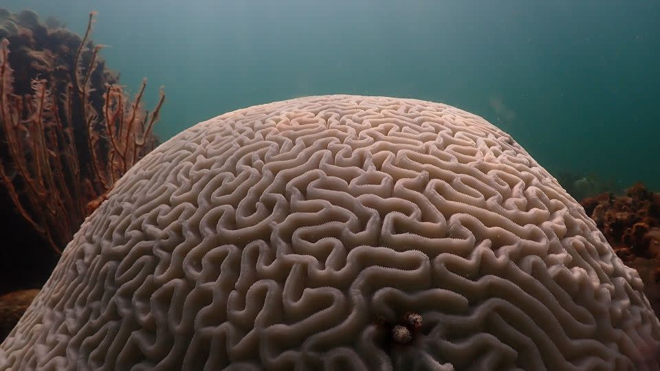 Coral bleaching as seen at Cheeca Rocks off Islamorada in the Florida Keys. - Courtesy Andrew Ibarra