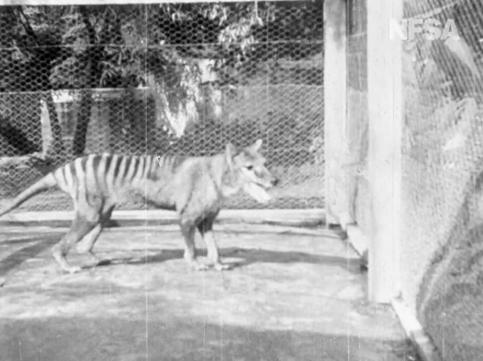 The last known thylacine prowling around its cage at Beaumaris Zoo in Hobart, Tasmania in 1935.