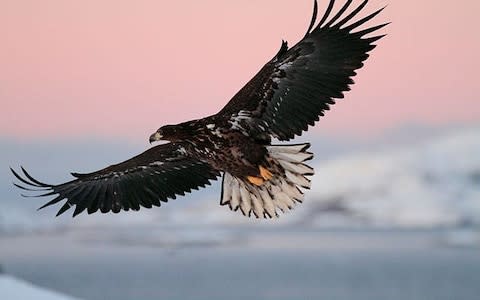 White-tailed eagles could also be reintroduced as part of the conservation plans  - Credit: Steve Bloom Images / Alamy Stock Photo&nbsp;