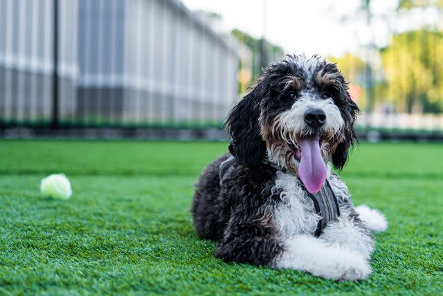 <p>Getty Images/Timothy Guarderas</p> Bernedoodles come in a tri-color pattern like Bernese Mountain Dogs.