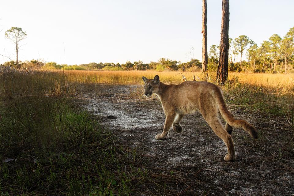 A Florida panther strolls past a camera trap set up at the Corkscrew Regional Ecosystem Watershed on Jan. 15, 2019.