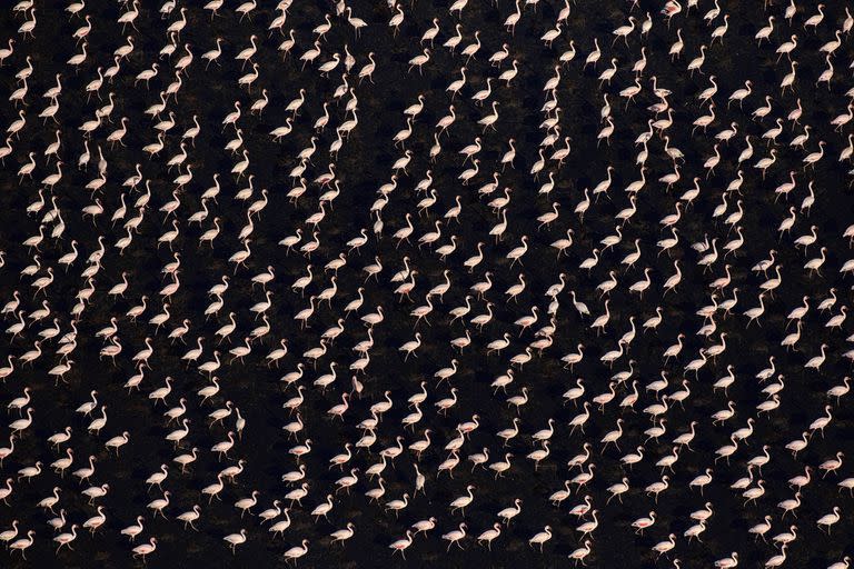 Vista aérea de los flamencos menores (Phoeniconaias minor) caminando a través de aguas poco profundas a la luz del sol de la tarde, el lago Natron, Tanzania.
Según el Informe Planeta Vivo 2020 hubo una disminución promedio global del 68% de las casi 21.000 poblaciones estudiadas de mamíferos, aves, anfibios, reptiles y peces entre 1970 y 2016.