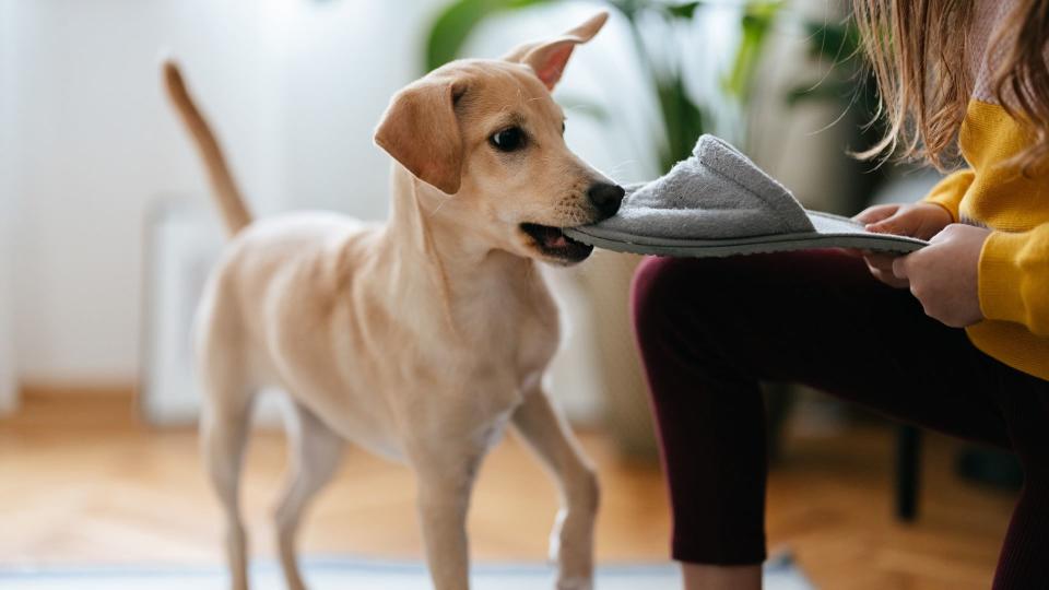 Puppy brings owner a slipper