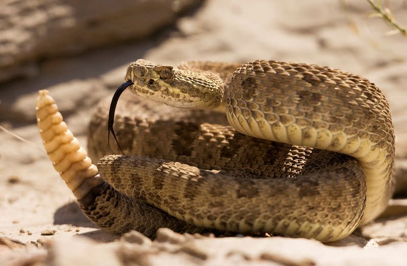 Una serpiente de cascabel de las praderas advierte a los excursionistas que se acercan con el traqueteo de su cola en el Parque Provincial de los Dinosaurios, Alberta