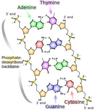 The Hallmarks of Cancer: 4 - Limitless Replicative Potential