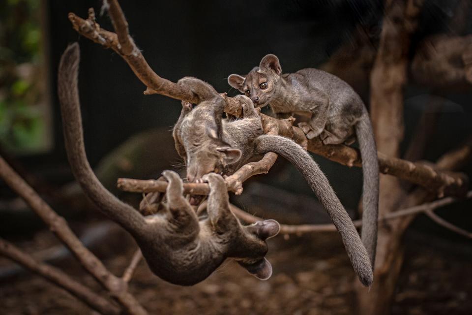 baby fossa triplets born at the Chester Zoo