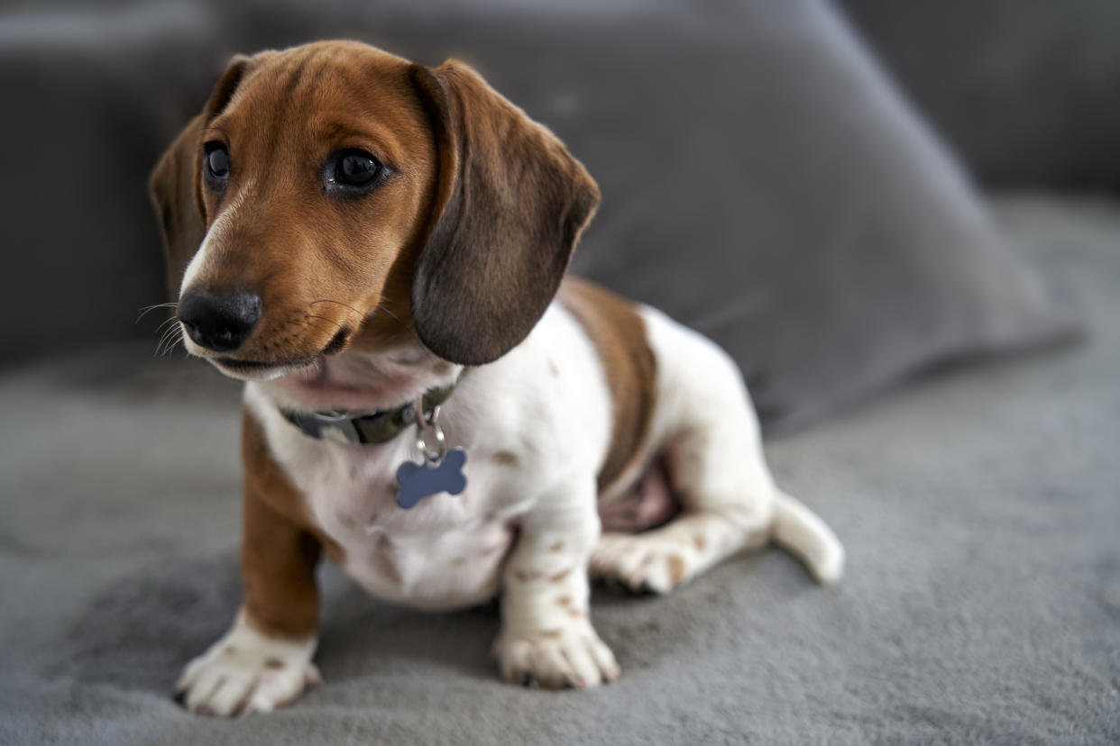 Photograph of a puppy miniature Piebald Dachshund dog sitting on sofa