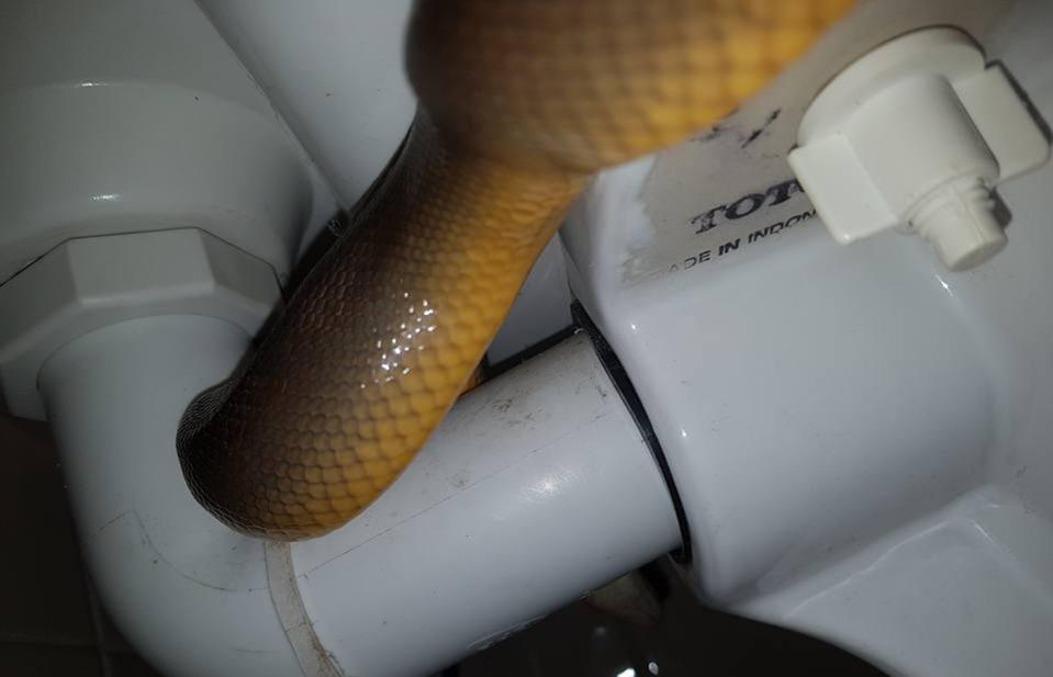 A snake catcher has pulled a water python from a Cairns woman's toilet.