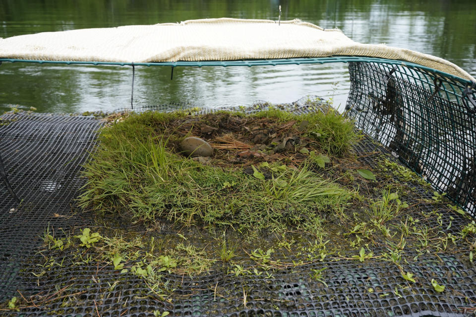 A loon egg sits in a floating nest at the Loon Nesting Sanctuary on Squam Lake, Friday, June 25, 2021, in Holderness, N.H. Researchers in New Hampshire have long struggled to understand why loon numbers have stagnated on the lake, despite a robust effort to protect them. They are investigating whether contamination from PCBs could be impacting reproduction and believe oil laced with the chemicals was used on nearby dirt roads decades ago. (AP Photo/Elise Amendola)