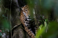 <p>A female adult jaguar sits atop a tree at the Mamiraua Sustainable Development Reserve in Uarini, Amazonas state, Brazil, June 5, 2017. (Photo: Bruno Kelly/Reuters) </p>