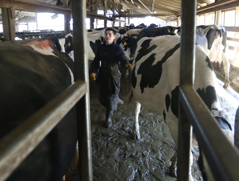 In this Thursday, April 30, 2015 photo, a farm worker moves cows to chutes leading to the milk parlor before they are milked at Eildon Tweed Farm in West Charlton, N.Y. This is shaping up as a challenging year for all U.S. dairy farmers, who enjoyed record high milk prices and low feed prices last year. But it’s especially challenging for farmers in small marketing groups independent from regional or national dairy cooperatives.  (AP Photo/Mike Groll)