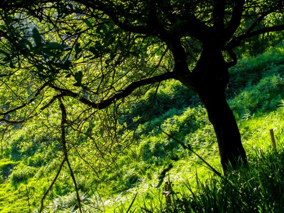 Kaweah Oaks Preserve via Getty Images